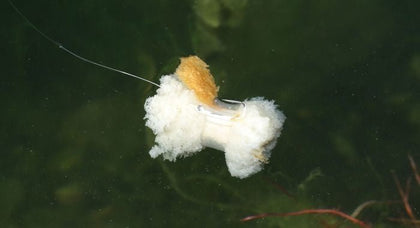 Zig & fixation de pain